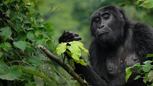 Volunteer with Gorillas with The Great Projects
