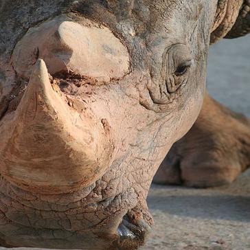 World Rhino Day - Extinction by 2026?