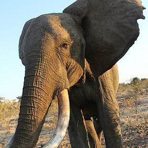 Elephant Relocation in Victoria Falls