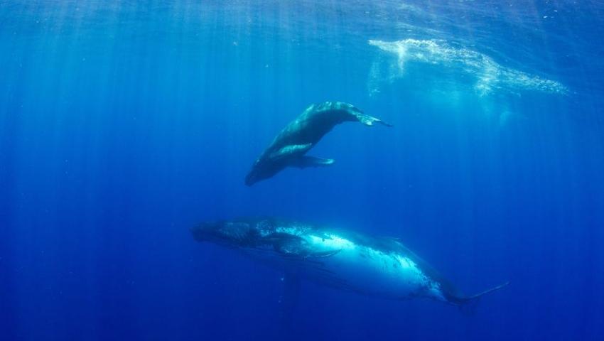 Experience Humpback Whale Season In Mozambique This Summer! 