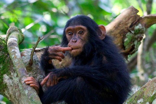 Chimpanzee in Queen Elizabeth National Park