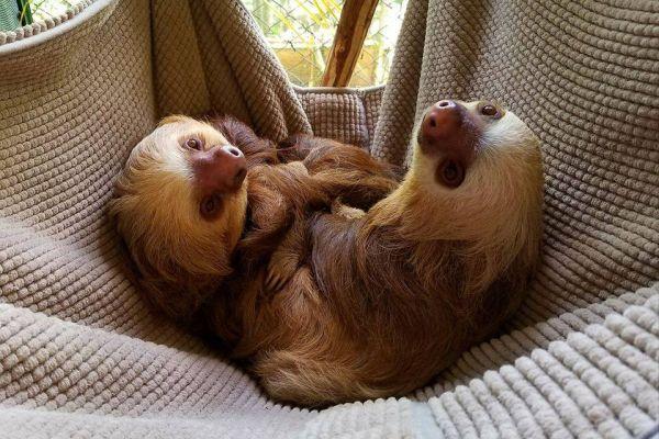 Baby Sloths in a Hammock