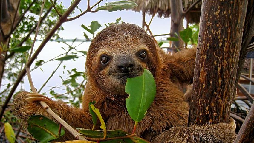 ​International Sloth Day 2016 - 2 Species Already Endangered! 