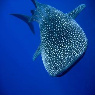 A Day In The Life Of A Mafia Island Whale Shark Volunteer