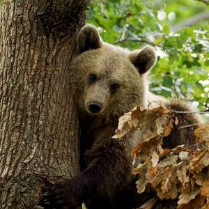 Romanian Bear Sanctuary
