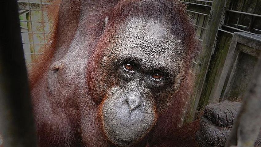 Samboja Lestari Gear Up For Another Orangutan Release – Check Out The Profiles Of The Great Apes Bound For Freedom!