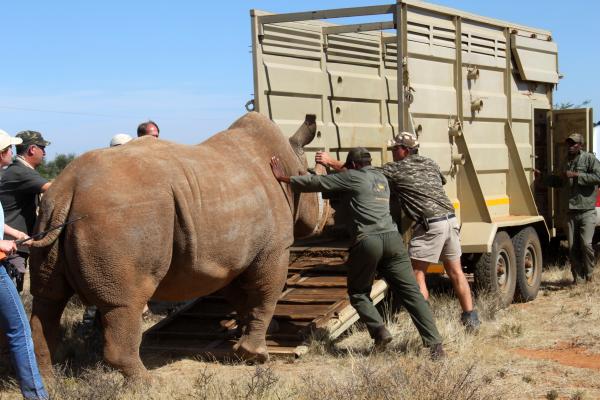 Rhino Rescue & Translocation