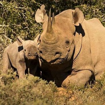 NEWS: New Baby Rhino Discovered On The Shamwari Conservation Experience!