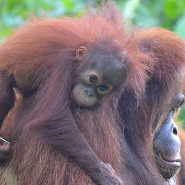 See What Our Volunteers Had To Say About Their Time At The Samboja Lestari Orangutan Sanctuary!