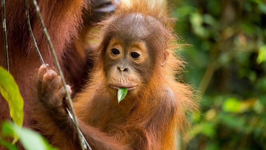 The Baby Orangutans At Samboja Lestari Get A New Home!