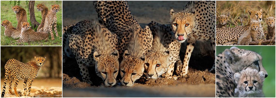 Working with Cheetahs 