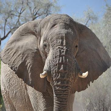 Desert Elephants in Namibia - Volunteer Testimonials! 