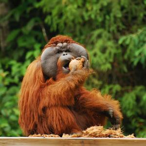 The Great Orangutan Project
