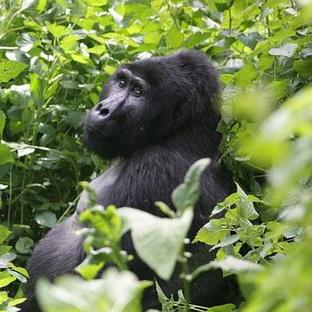 Good news for Uganda’s Mountain gorillas
