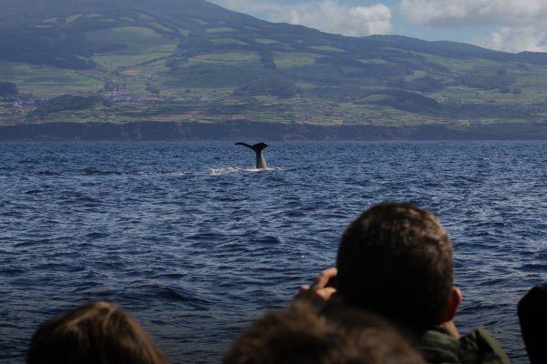 Volunteers Monitoring Whales in the Azores