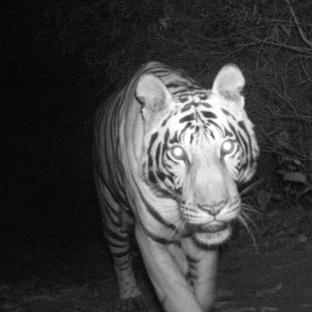 Tiger Caught On Camera Trap!