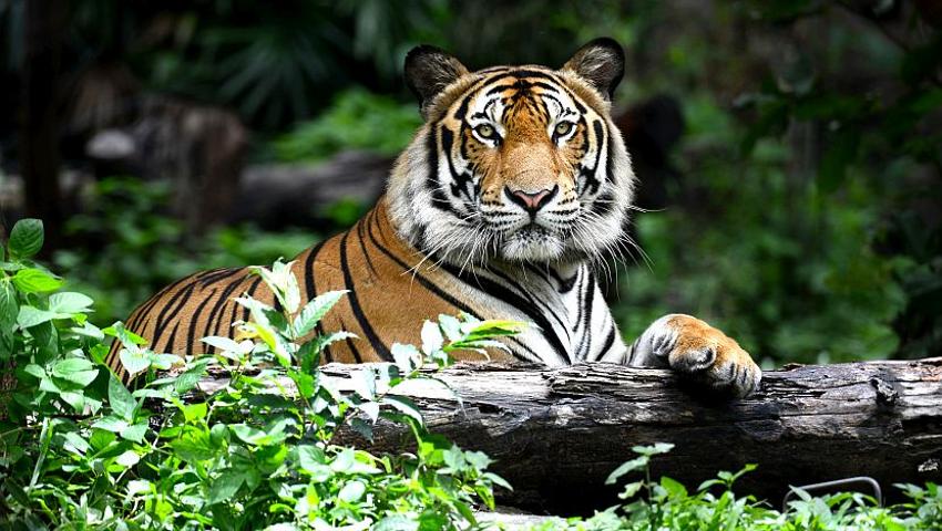 Big Cat Week (looking at tiger conservation)