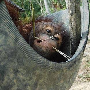 Our Top 3 Orangutan Rehabilitation Stories