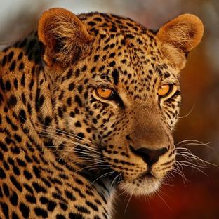 A Breathtaking Update From The Zululand Wildlife Conservation Project 