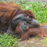 The Great Orangutan Project - A Volunteer's Perspective