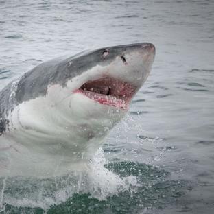 A Day In The Life Of A Great White Shark Volunteer