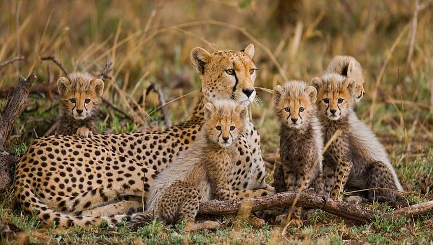 International Cheetah Day - Extinct By 2030?