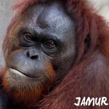 4 Orangutans to be released from the Samboja Lestari Orangutan Centre