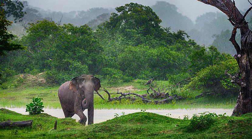 Volunteering in Sri Lanka with Elephants - Update