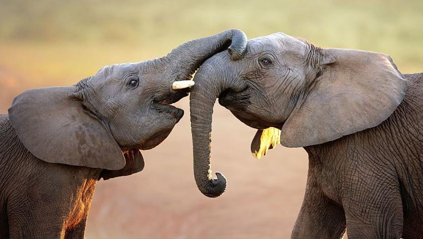Eye-Popping Elephant Facts!