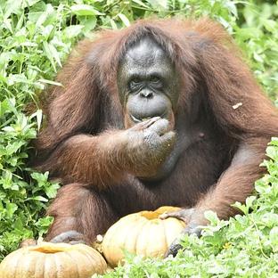 How to play ‘trick or treat’ with an orangutan