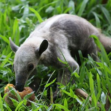 10 Things You Probably Didn't Know About Awesome Anteaters