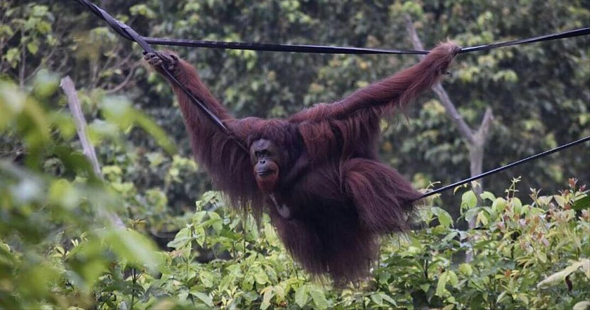 NEW BABY SPOTTED - Borneo Orangutan Survival Australia