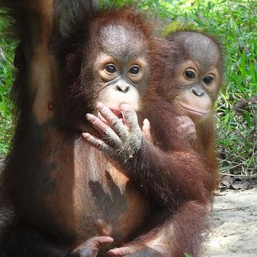 Samboja Lestari Orangutan Project - What Happened In 2016 & What's The Plan For 2017? 