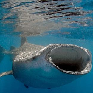 7 Facts About Whale Sharks You Won't Believe! 