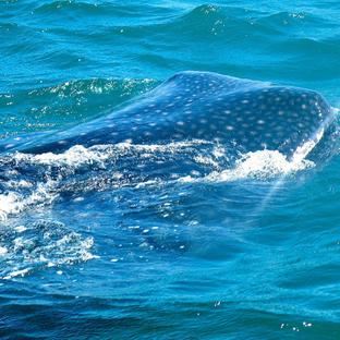 Mafia Island Whale Shark Project - A Volunteers Review! 