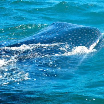 Mafia Island Whale Shark Project - A Volunteers Review! 
