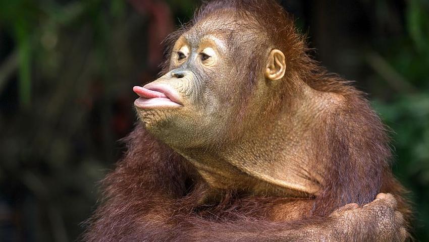 Our Favourite Funny Orangutans