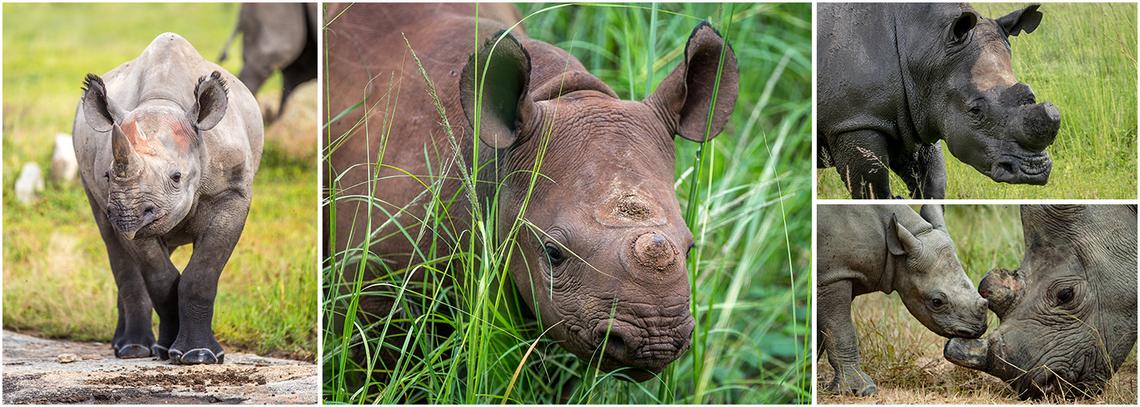 Sumatran Rhino Rescue Mission