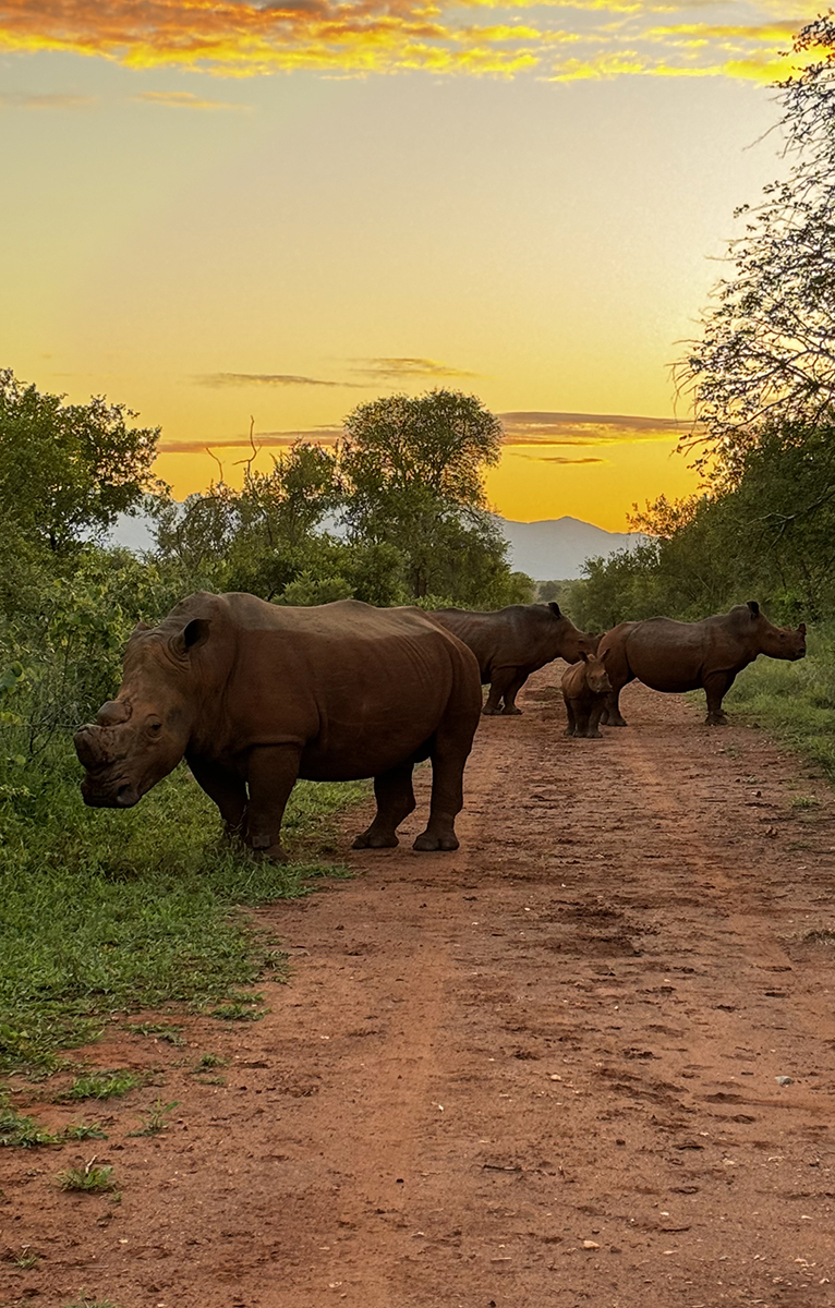 The Great Rhino Rescue Mission | The Great Projects