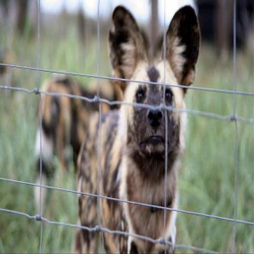 Wild Dogs of Zululand