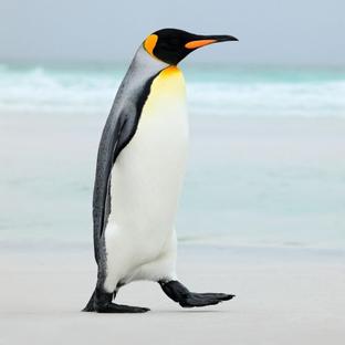 World Penguin Day 2017 -  Arctic Temperatures Increasing Five Times Faster Than Global Warming!