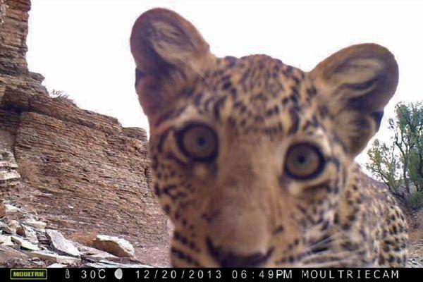 Camera Trap Image from the Carnivore Conservation and Research Project