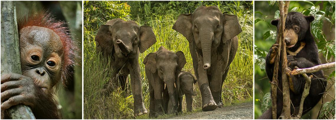Volunteer in Borneo | The Great Projects Volunteer in Borneo | The Great Projects