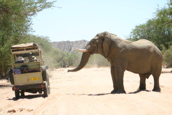 Elephant Patrols in Namibia