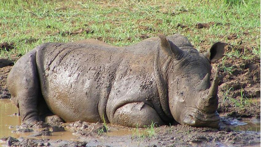 The Askari Rhino Conservation Trust