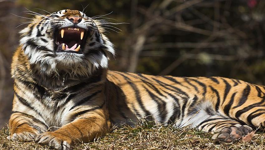 Top 8 Tiger Tales