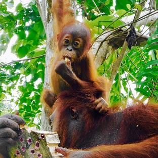 A Volunteers Pictures From The Samboja Lestari Orangutan Project - Check Out The Cute Baby Orangutan!