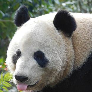 Learn A Little More About The Giant Panda Volunteer Experience 