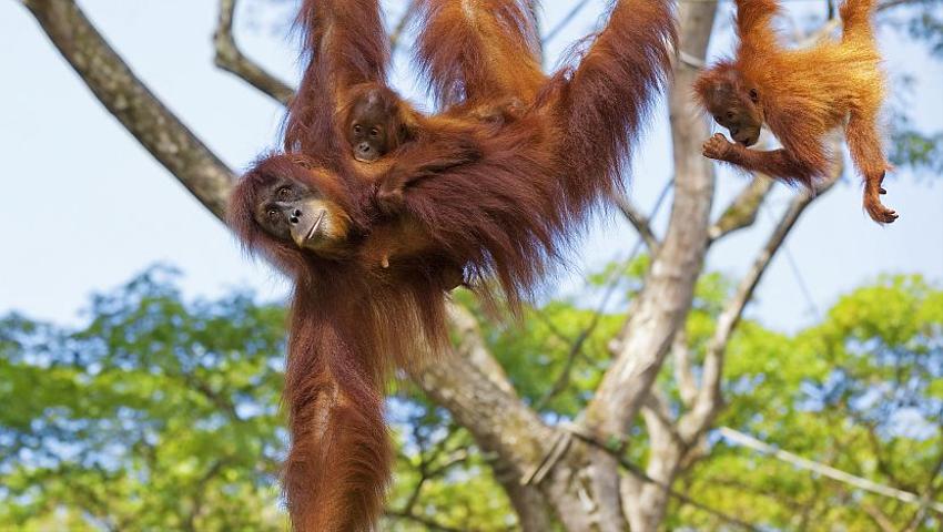 Competition Winner off to visit orangutans in Borneo