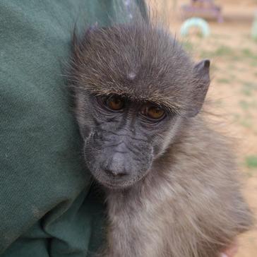 Meet Demi - The Baboon Who Arrived In Namibia With A Broken Leg And Is Now Being Helped By The Sanctuary
